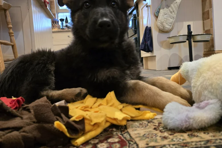 German Shepherd (Alsatian)