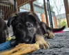 German Shepherd (Alsatian)