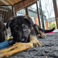 German Shepherd (Alsatian)