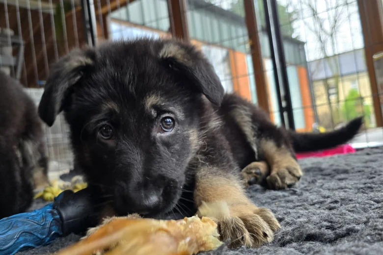 German Shepherd (Alsatian)