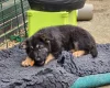 German Shepherd (Alsatian)
