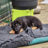 German Shepherd (Alsatian)