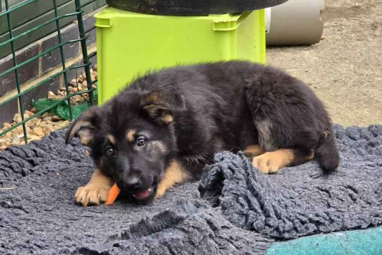 German Shepherd (Alsatian)