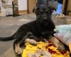 German Shepherd (Alsatian)