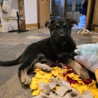 German Shepherd (Alsatian)