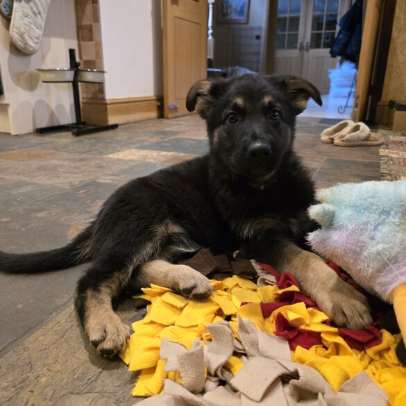 German Shepherd (Alsatian)