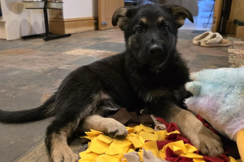 German Shepherd (Alsatian)