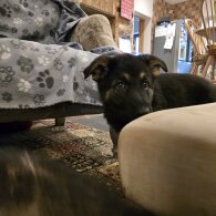 German Shepherd (Alsatian)