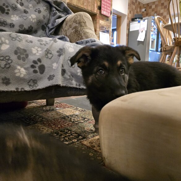 German Shepherd (Alsatian)