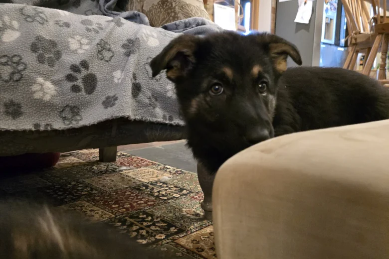 German Shepherd (Alsatian)