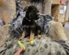 German Shepherd (Alsatian)