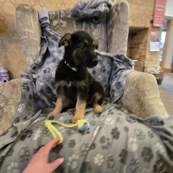 German Shepherd (Alsatian)