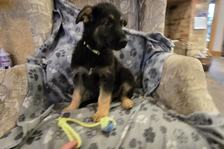 German Shepherd (Alsatian)