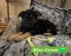 German Shepherd (Alsatian)