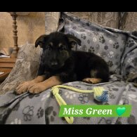 German Shepherd (Alsatian)