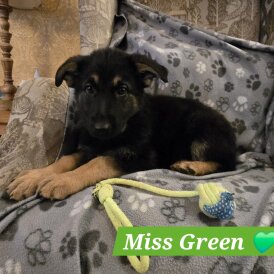 German Shepherd (Alsatian)