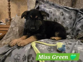German Shepherd (Alsatian)