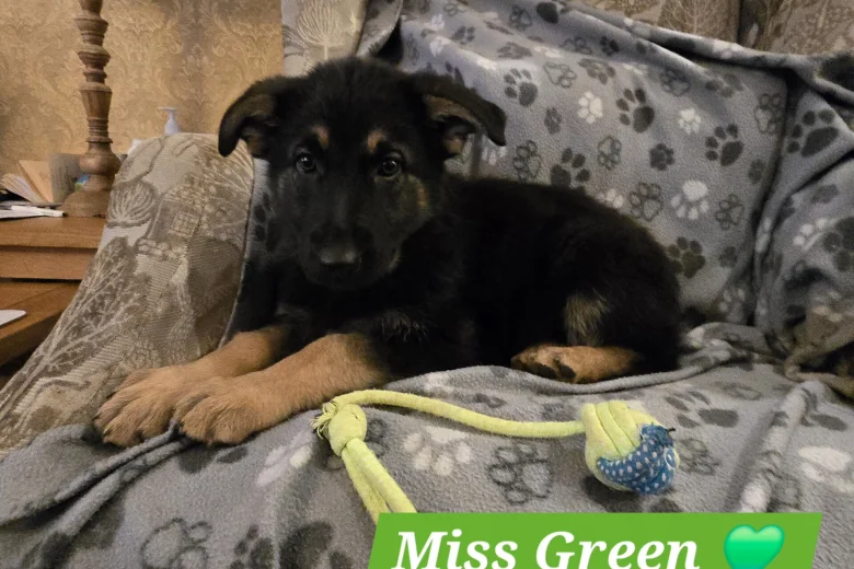 German Shepherd (Alsatian)