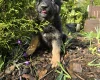 German Shepherd (Alsatian)