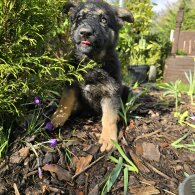 German Shepherd (Alsatian)