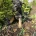 German Shepherd (Alsatian)