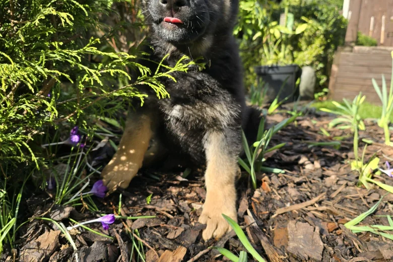 German Shepherd (Alsatian)