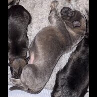 German Shepherd (Alsatian)