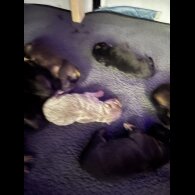 German Shepherd (Alsatian)