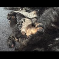 German Shepherd (Alsatian)