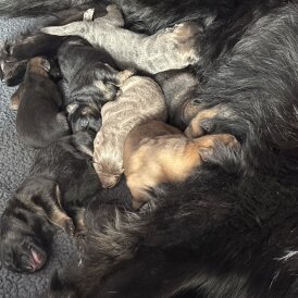 German Shepherd (Alsatian)