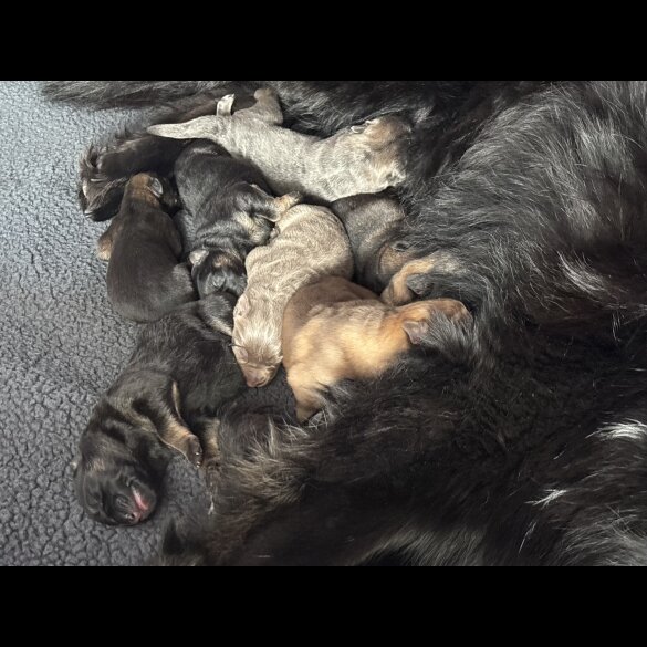 German Shepherd (Alsatian)