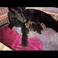 German Shepherd (Alsatian)