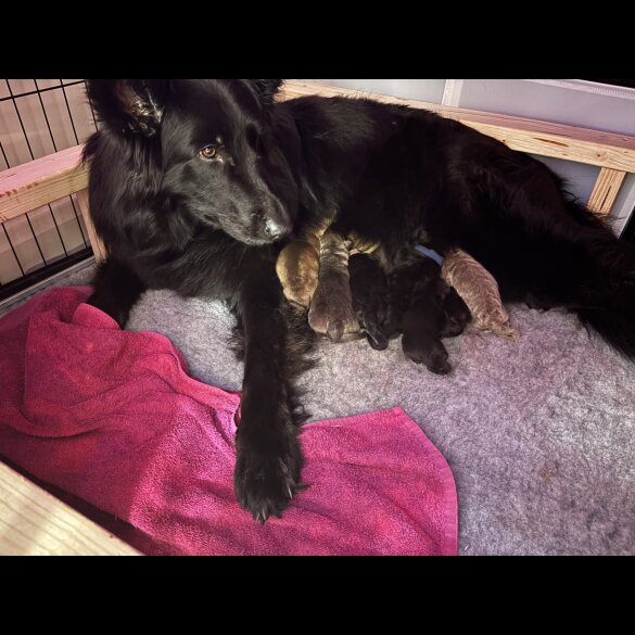 German Shepherd (Alsatian)