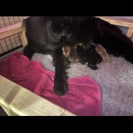 German Shepherd (Alsatian)