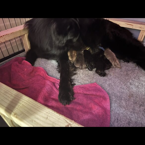 German Shepherd (Alsatian)