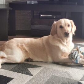 Golden Retriever