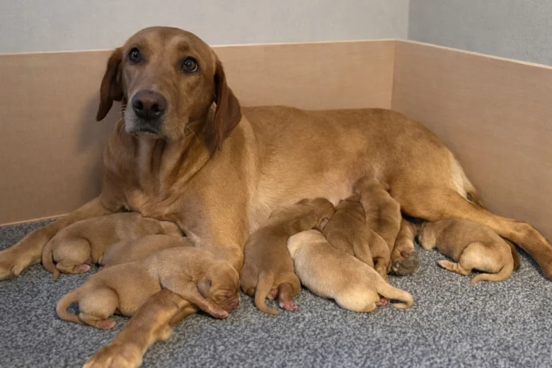 Labrador Retriever