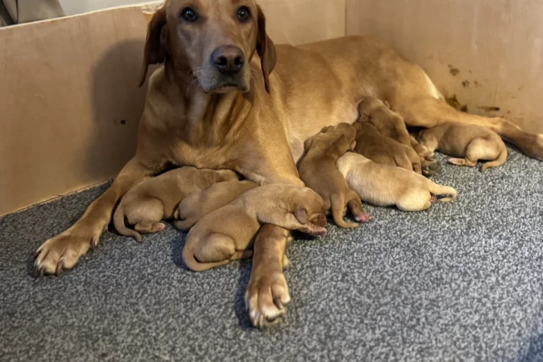Labrador Retriever