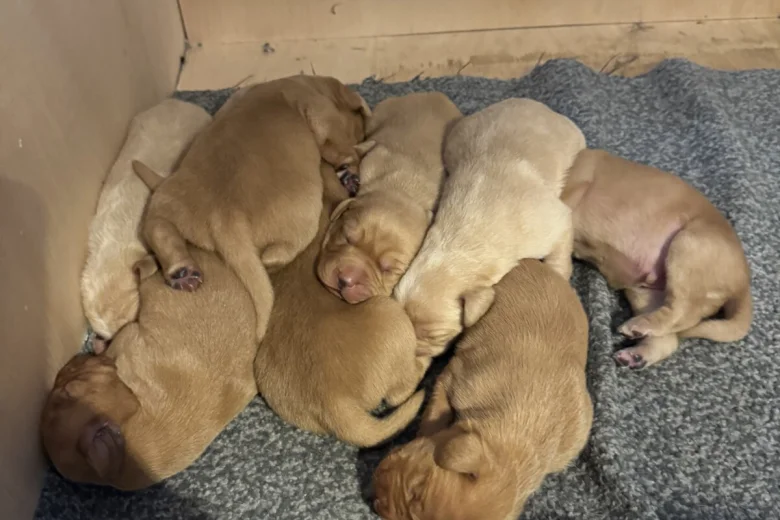 Labrador Retriever