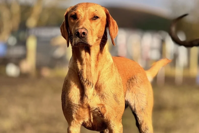 Labrador Retriever