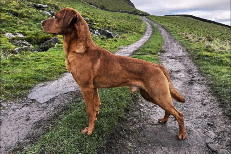 Labrador Retriever