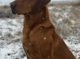 Labrador Retriever