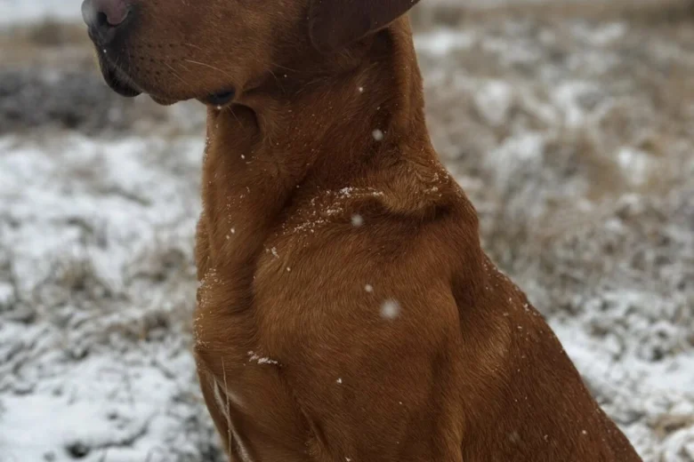 Labrador Retriever