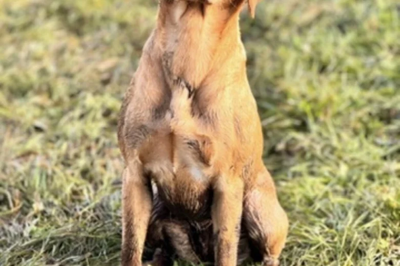 Labrador Retriever