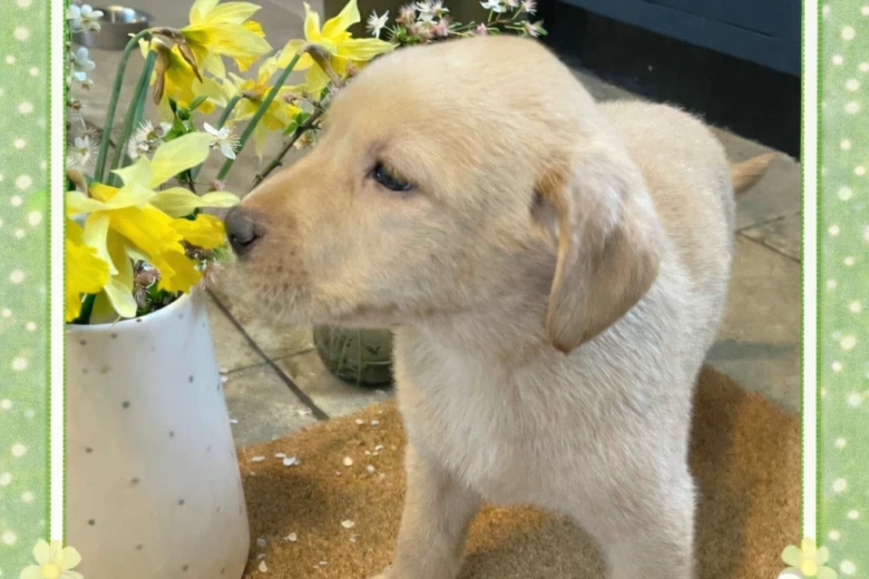 Labrador Retriever