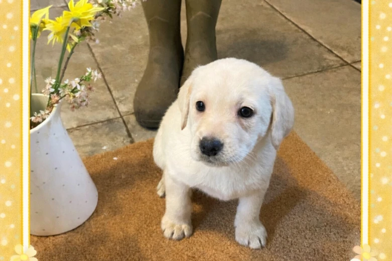 Labrador Retriever
