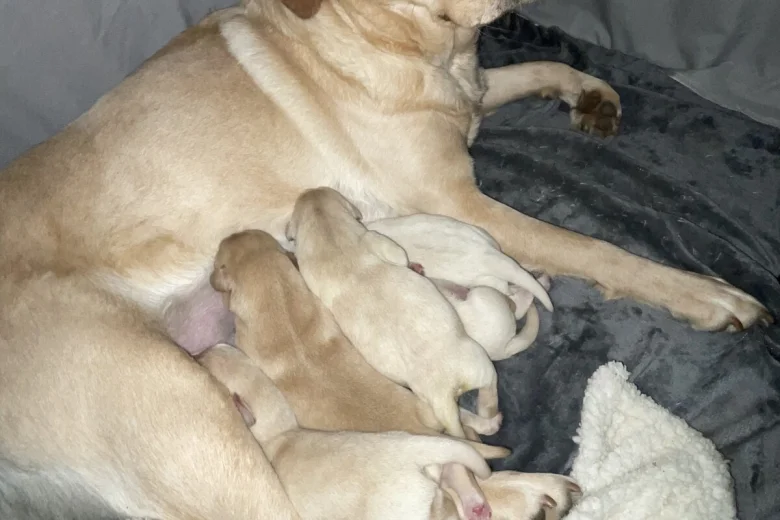 Labrador Retriever