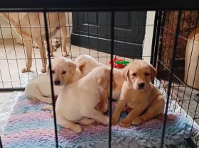 Labrador Retriever