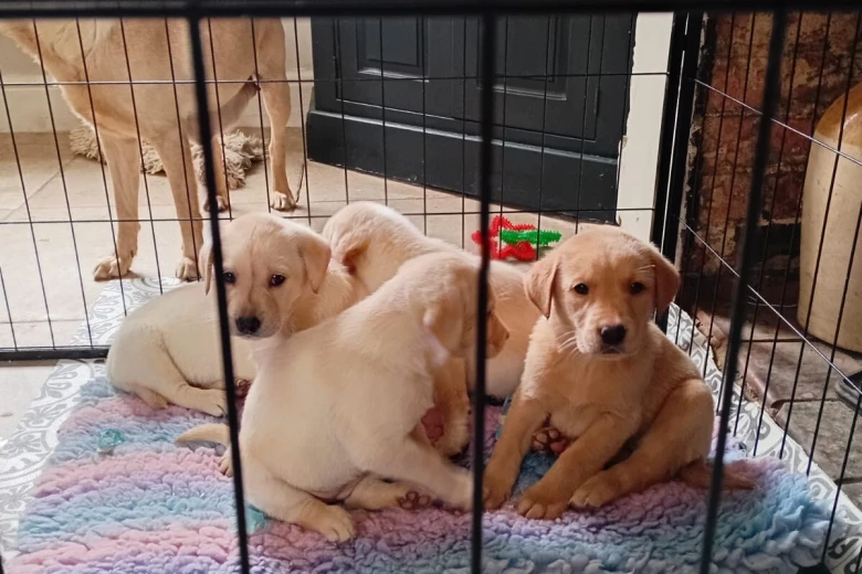 Labrador Retriever