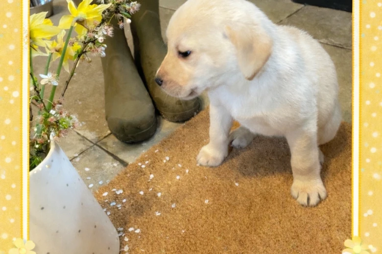 Labrador Retriever